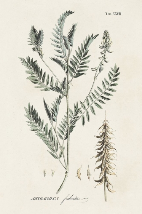 Picture of ASTRAGALORUM II