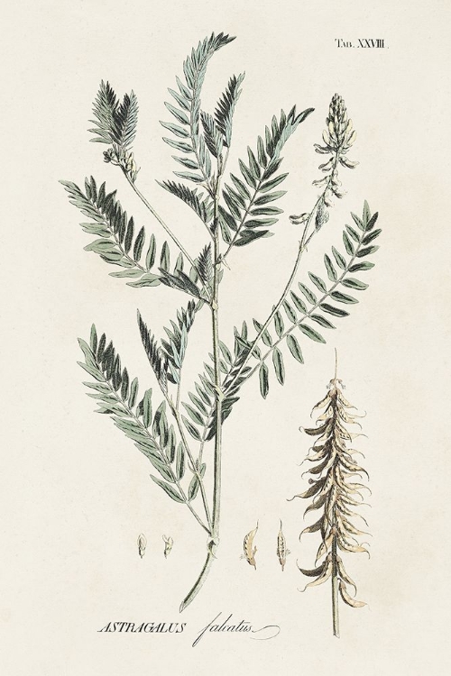 Picture of ASTRAGALORUM II