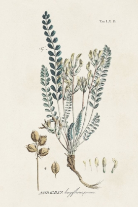 Picture of ASTRAGALORUM III