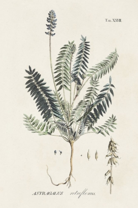 Picture of ASTRAGALORUM IV