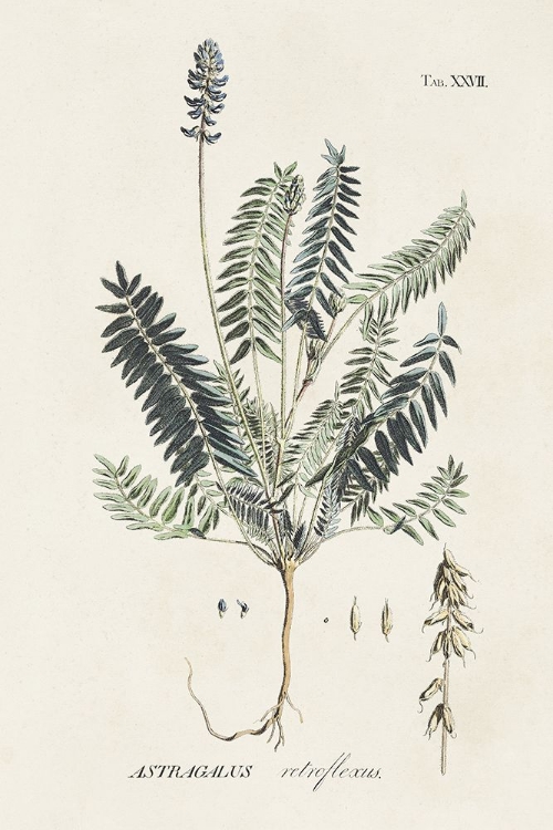 Picture of ASTRAGALORUM IV