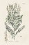 Picture of ASTRAGALORUM V