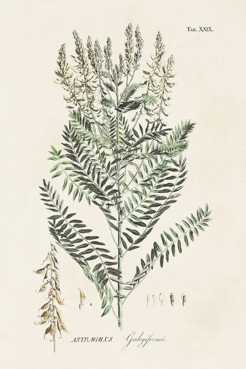 Picture of ASTRAGALORUM V