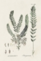 Picture of ASTRAGALORUM VI
