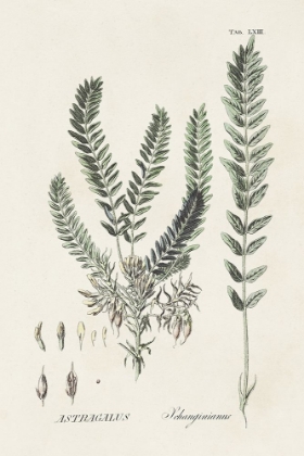 Picture of ASTRAGALORUM VI