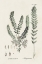 Picture of ASTRAGALORUM VI