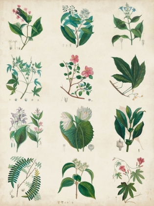 Picture of BOTANICAL SCHEMA I