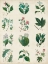 Picture of BOTANICAL SCHEMA I