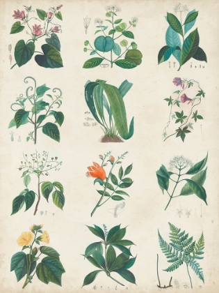 Picture of BOTANICAL SCHEMA II
