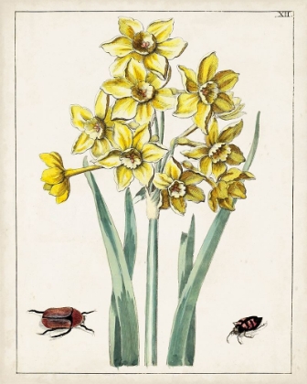 Picture of DUTCH FLORALS III