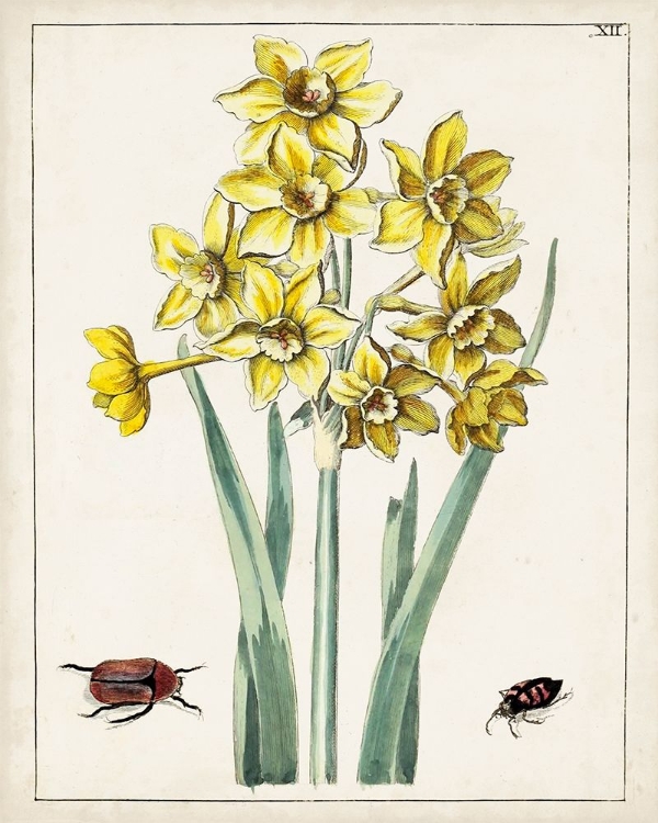 Picture of DUTCH FLORALS III