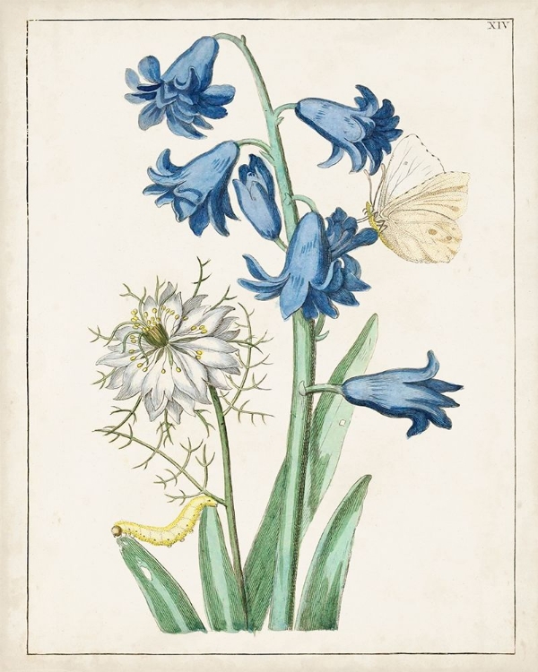 Picture of DUTCH FLORALS IV