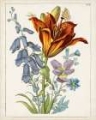 Picture of DUTCH FLORALS VI