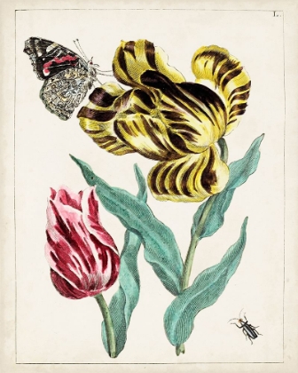 Picture of DUTCH FLORALS VII