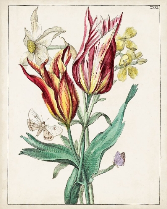 Picture of DUTCH FLORALS XI