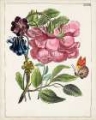Picture of DUTCH FLORALS XII