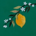 Picture of  LEMON BLOSSOM II