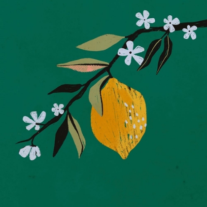 Picture of  LEMON BLOSSOM II