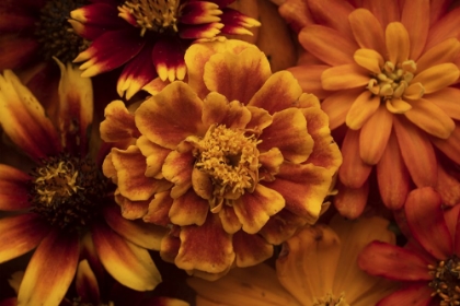 Picture of MARIGOLD PETALS