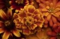 Picture of MARIGOLD PETALS