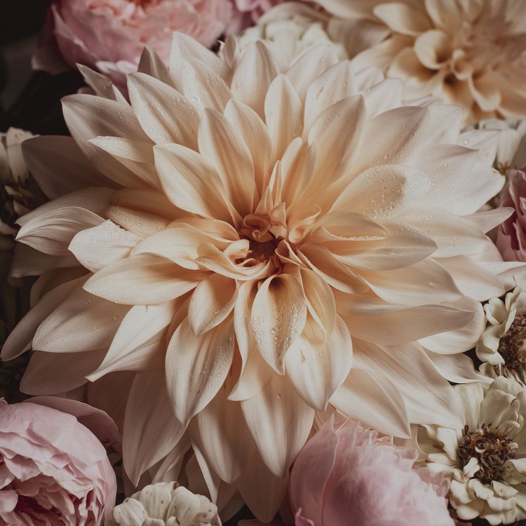 Picture of DAHLIA WHIMSY