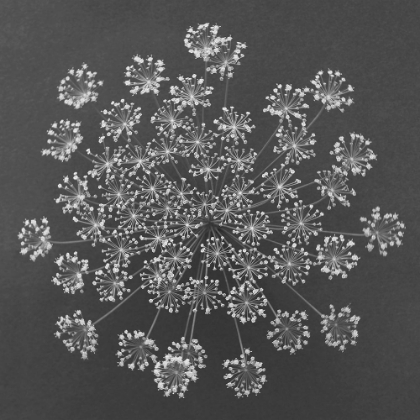 Picture of DILL TOP VIEW I