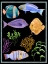 Picture of COLORFUL FISH II