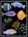 Picture of COLORFUL FISH II