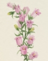 Picture of CANTERBURY BELLS I