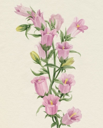 Picture of CANTERBURY BELLS I