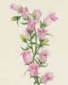 Picture of CANTERBURY BELLS I