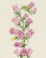 Picture of CANTERBURY BELLS II
