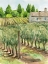 Picture of VINEYARD I