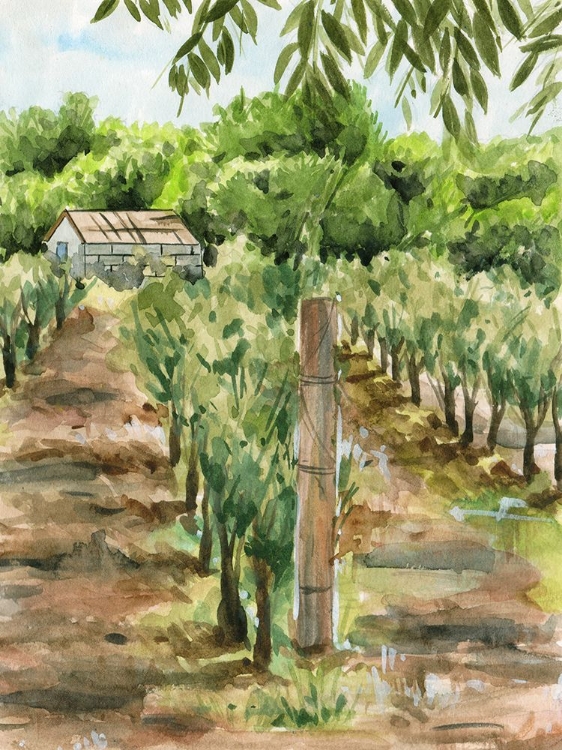 Picture of VINEYARD II