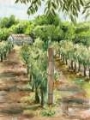 Picture of VINEYARD II