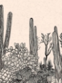 Picture of CACTUS DRAWING II