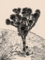 Picture of CACTUS DRAWING III