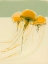 Picture of JELLY