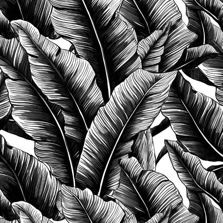 Picture of BLACK BANANA LEAVES