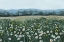 Picture of APRIL FLOWERFIELD III