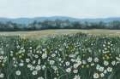 Picture of APRIL FLOWERFIELD III