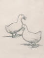 Picture of DUCK SKETCH I