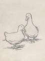 Picture of DUCK SKETCH II