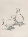 Picture of DUCK SKETCH II