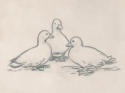 Picture of DUCK SKETCH III