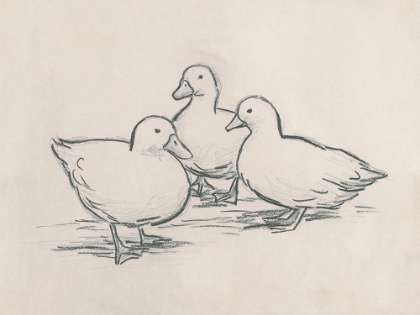 Picture of DUCK SKETCH IV