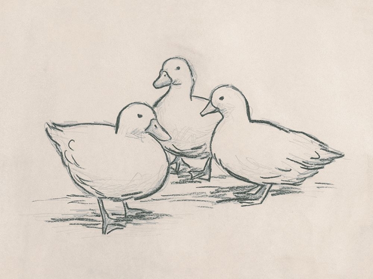 Picture of DUCK SKETCH IV