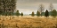 Picture of BARREN TREE PANORAMA I