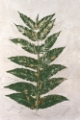 Picture of FRESCO FROND I