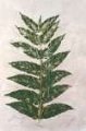 Picture of FRESCO FROND I
